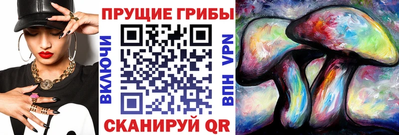 магазин продажи   Зубцов  Псилоцибиновые грибы Psilocybe 